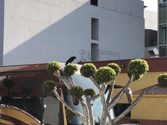 Corvus brachyrhynchos