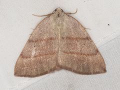 Drepanulatrix bifilata