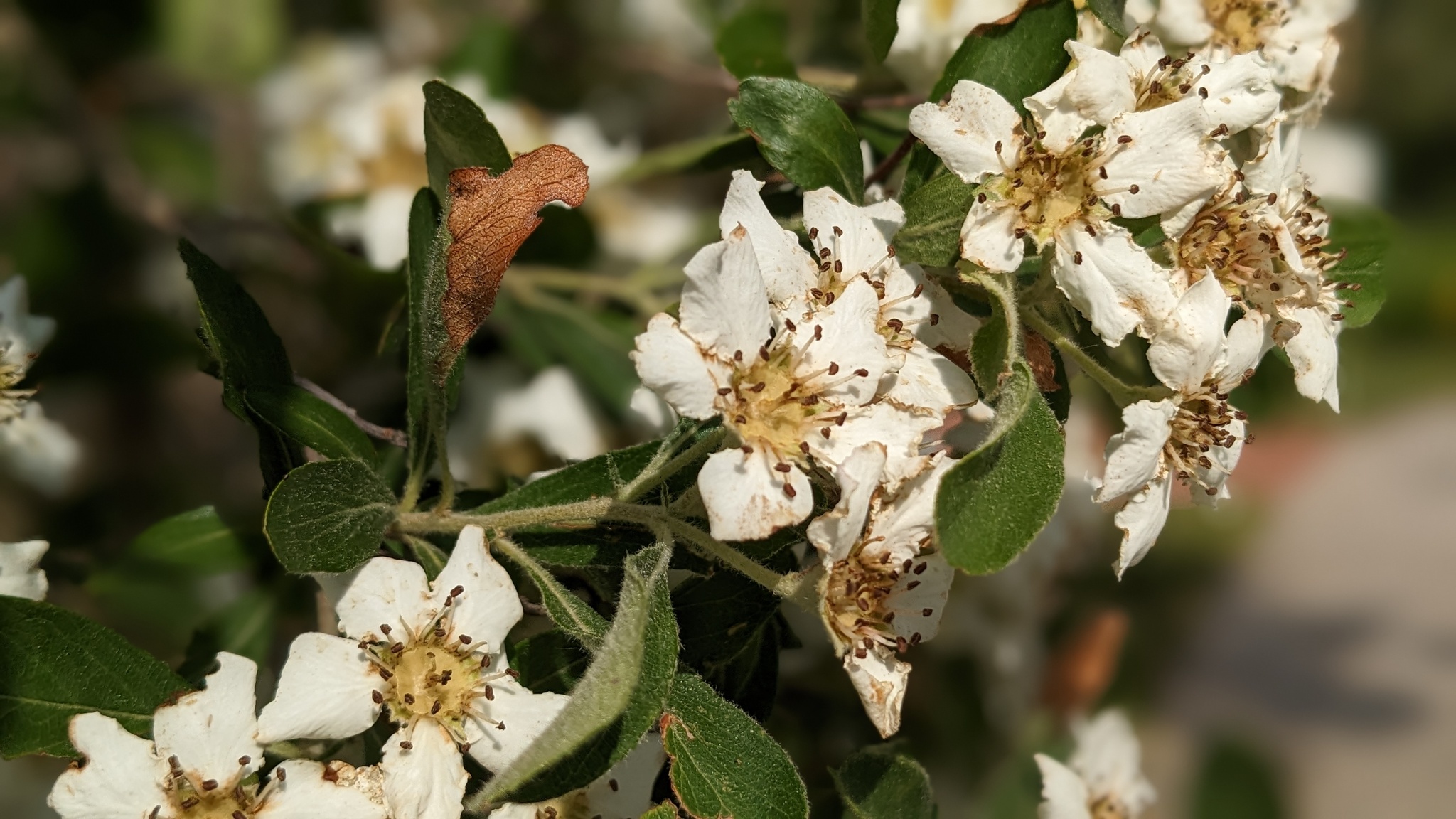 Crataegus X canescens