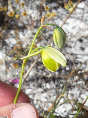 Albuca juncifolia