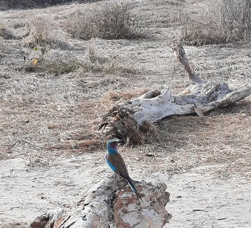 Lilac-breasted Roller