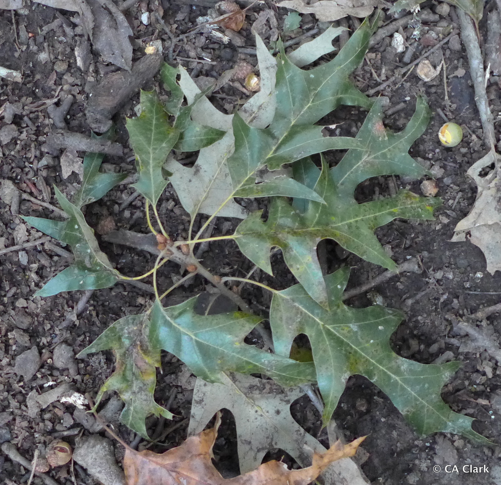 quercus pagoda