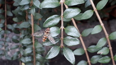 Episyrphus balteatus