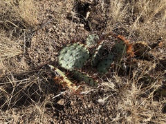Opuntia macrocentra