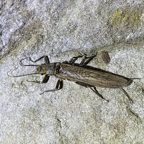 Besdolus