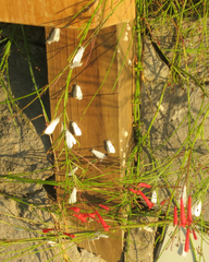 Rupela albina