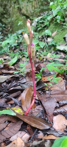 Image of Christisonia tubulosa by (c) T R Shankar Raman, some rights reserved (CC BY)