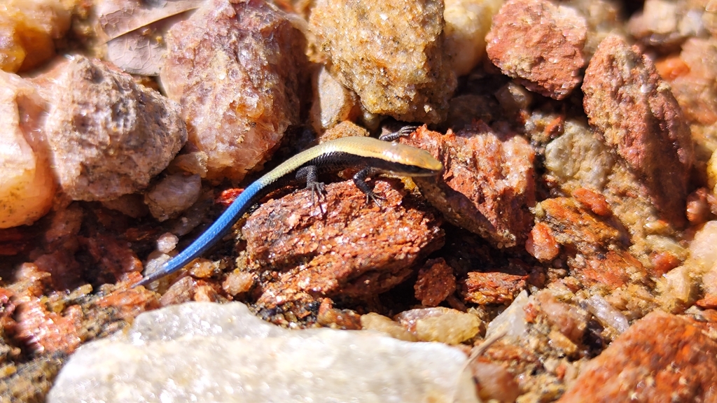 Maximilian's Blue-tailed Microteiid