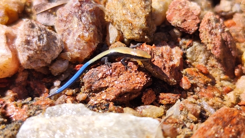 Maximilian's Blue-tailed Microteiid