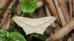 Timandra convectaria