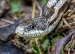 Eastern Rat Snake photo 2