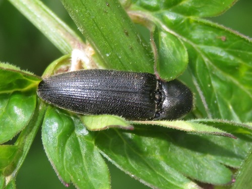 Melanotus punctolineatus, Scheveningen, Den Haag, Nederland, photo 6 of 10