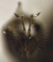Parentia titirangi
