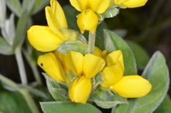 Thermopsis