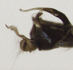 Parentia titirangi