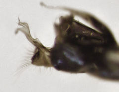 Parentia titirangi