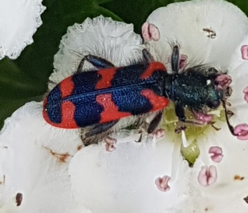 Bee-eating Beetle (Trichodes alvearius) photo 4