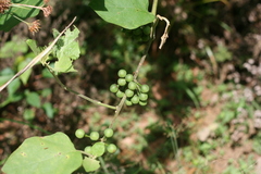 Solanum torvum image