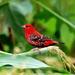 Red Avadavat - Photo (c) Ravi Vaidyanathan, some rights reserved (CC BY-NC)