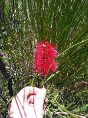 Melaleuca linearis linearis