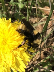 Bombus borealis image