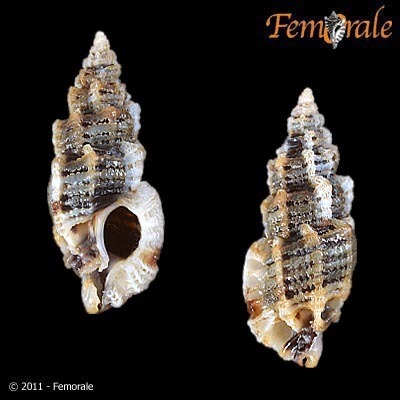 Favartia erosa