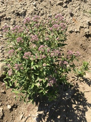 Pluchea odorata odorata