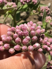 Pluchea odorata odorata