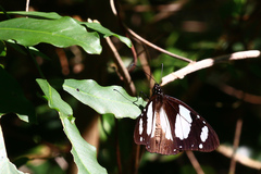 Amauris ochlea ochlea