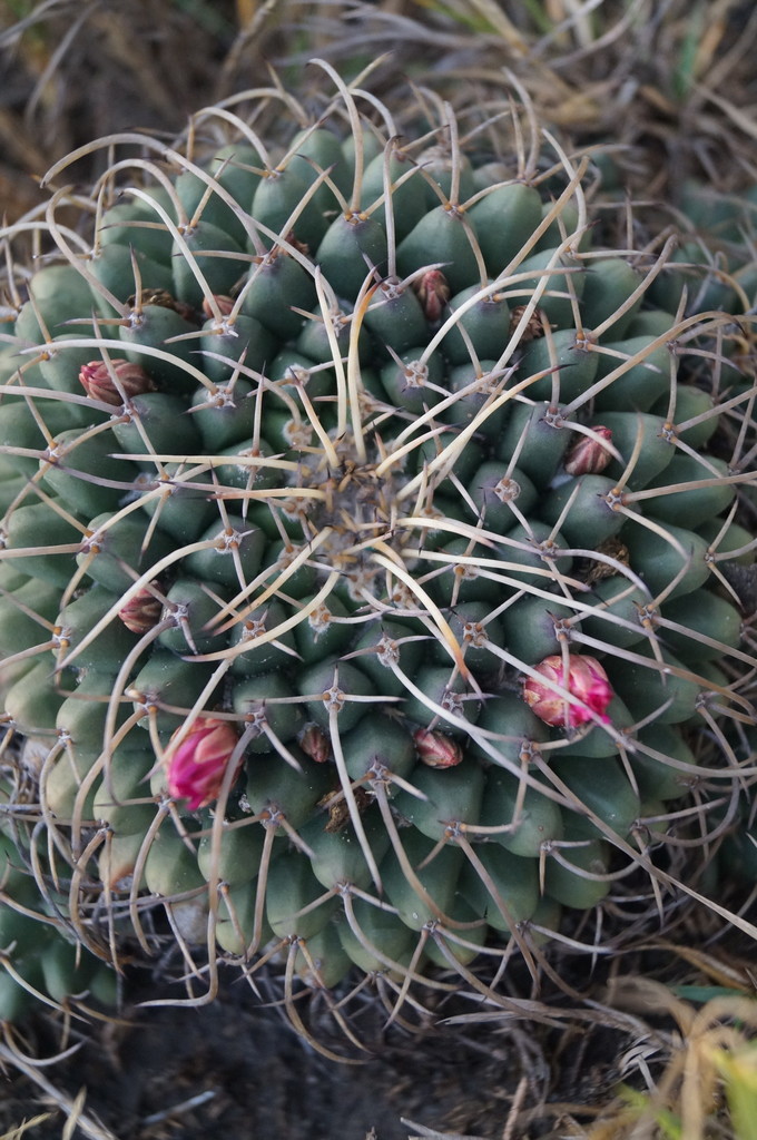 Mexican pincushion cactus from Oriental, Pue., México on October 31