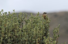 Ochthoeca fumicolor