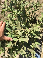 Pluchea odorata odorata