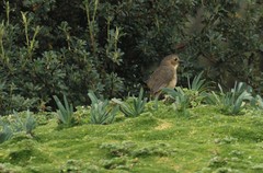 Grallaria quitensis