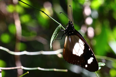 Amauris ochlea ochlea