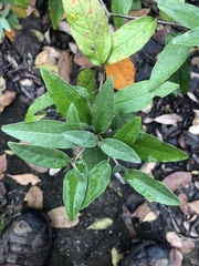 Croton alabamensis