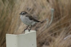 Muscisaxicola alpinus