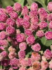 Pluchea odorata odorata