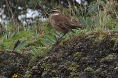 Cinclodes albidiventris