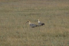 Theristicus branickii