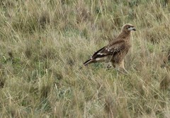 Daptrius carunculatus