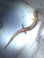 Plethodon websteri