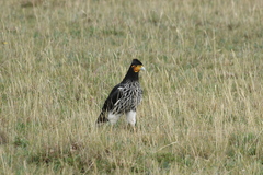 Daptrius carunculatus