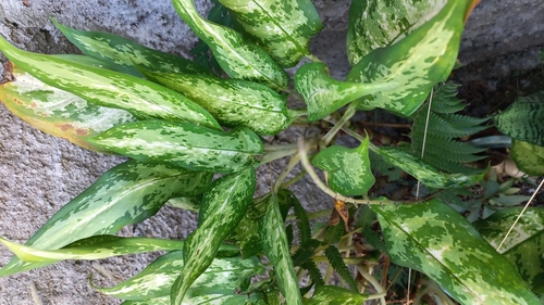 Aglaonema commutatum