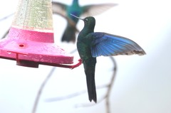 Pterophanes cyanopterus