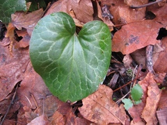 Asarum