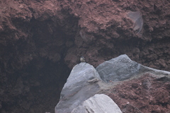 Orochelidon murina