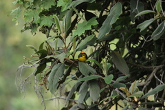 Myioborus melanocephalus