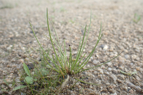 Image of Eleocharis ovata by (c) Thomas Gyselinck, some rights reserved (CC BY)