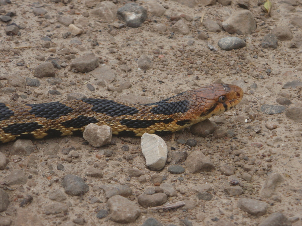 Eastern Fox Snake