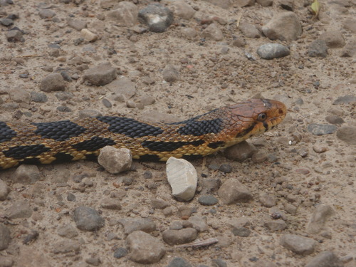 Eastern Foxsnake (Pantherophis vulpinus), a species recorded in Ohio
